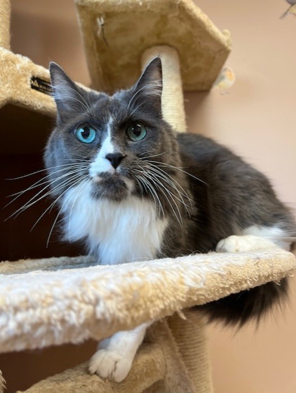 Lilac, an adoptable Domestic Medium Hair in Great Falls, MT, 59405 | Photo Image 1