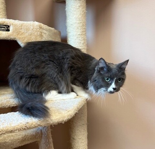 Lilac, an adoptable Domestic Long Hair in Great Falls, MT, 59405 | Photo Image 2