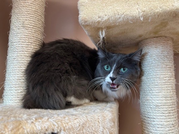 Lilac, an adoptable Domestic Long Hair in Great Falls, MT, 59405 | Photo Image 3