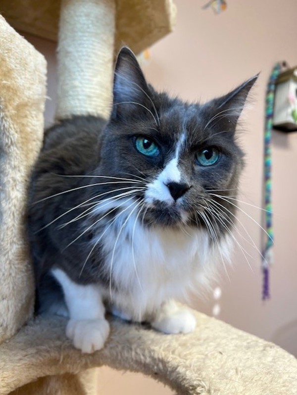 Lilac, an adoptable Domestic Long Hair in Great Falls, MT, 59405 | Photo Image 4