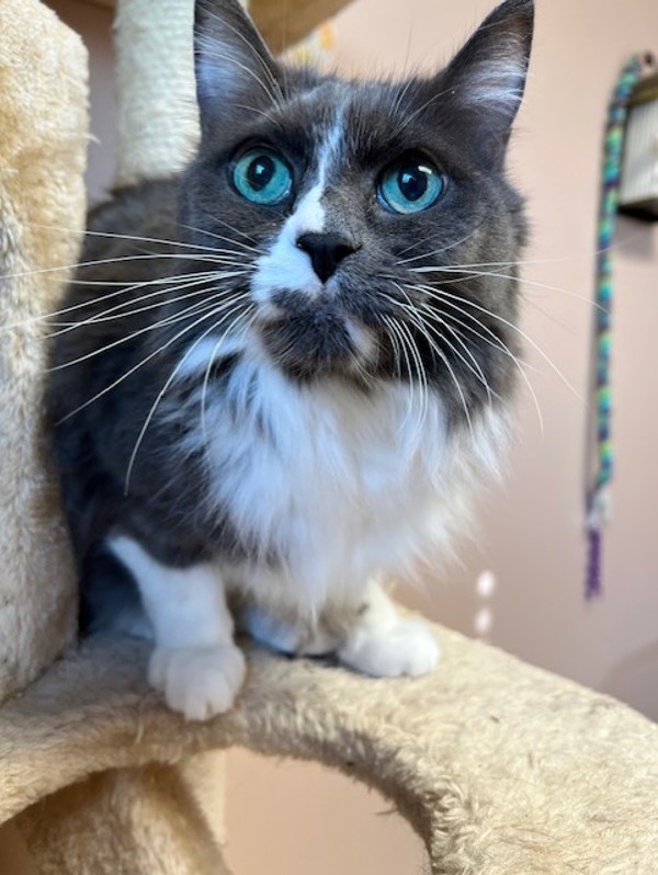 Lilac, an adoptable Domestic Long Hair in Great Falls, MT, 59405 | Photo Image 5