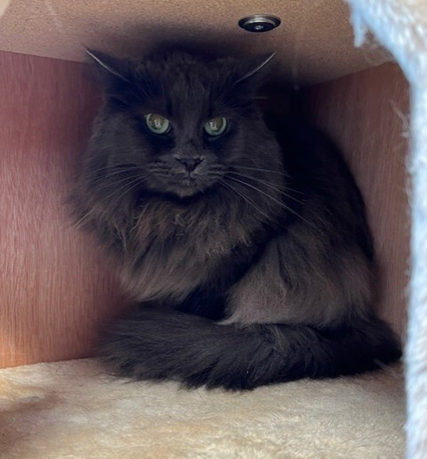 Willow, an adoptable Domestic Long Hair in Great Falls, MT, 59405 | Photo Image 1