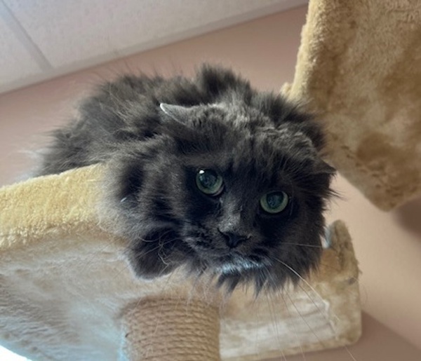 Willow, an adoptable Domestic Long Hair in Great Falls, MT, 59405 | Photo Image 2