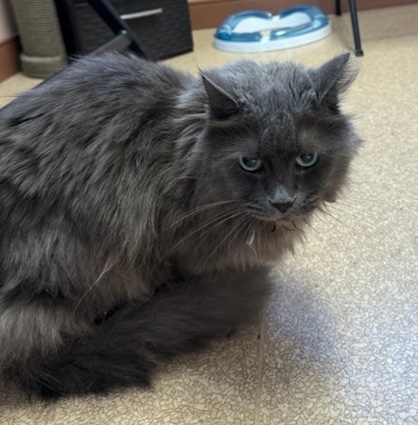 Willow, an adoptable Domestic Long Hair in Great Falls, MT, 59405 | Photo Image 2
