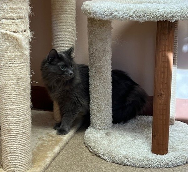 Willow