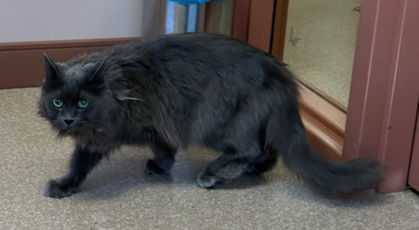 Willow, an adoptable Domestic Long Hair in Great Falls, MT, 59405 | Photo Image 3