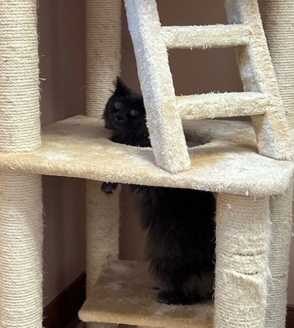 Willow, an adoptable Domestic Long Hair in Great Falls, MT, 59405 | Photo Image 4