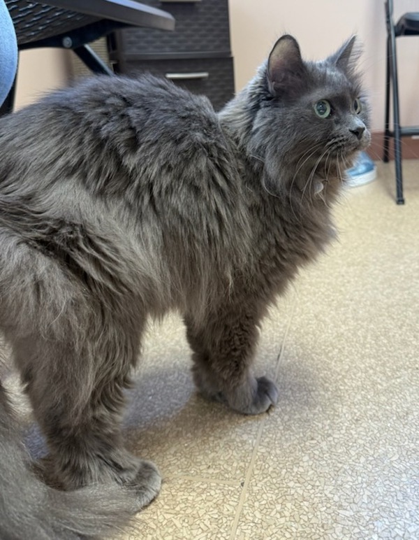 Willow, an adoptable Domestic Long Hair in Great Falls, MT, 59405 | Photo Image 4