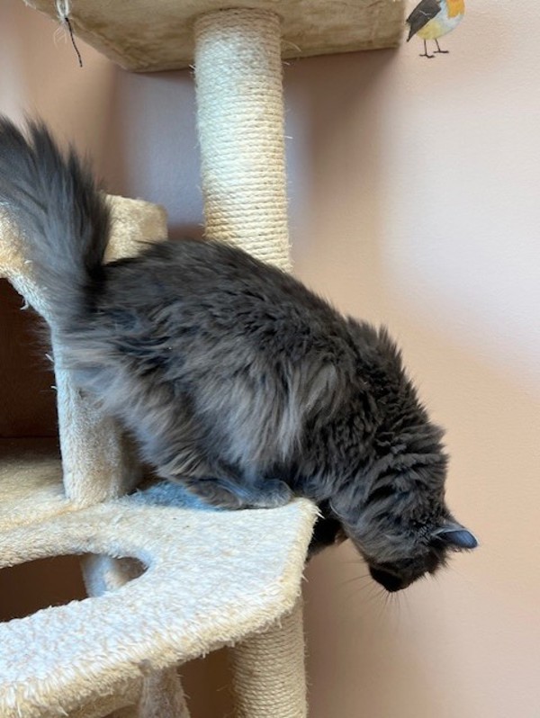 Willow, an adoptable Domestic Long Hair in Great Falls, MT, 59405 | Photo Image 5