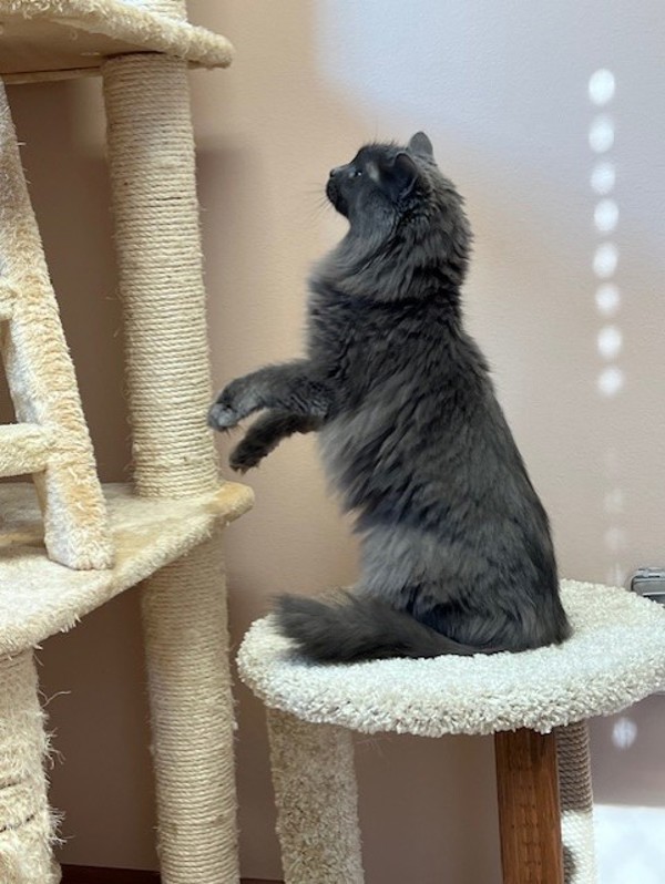Willow, an adoptable Domestic Long Hair in Great Falls, MT, 59405 | Photo Image 6