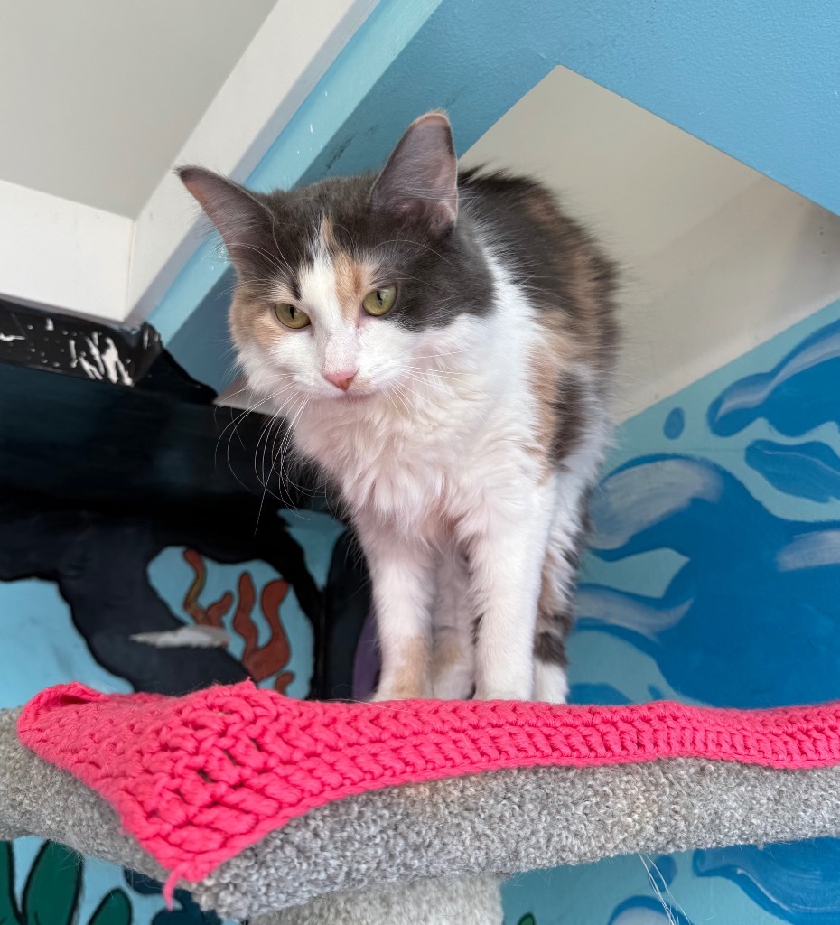 Sheila Pebbles, an adoptable Domestic Medium Hair in Winnipeg, MB, R3H 0M1 | Photo Image 1