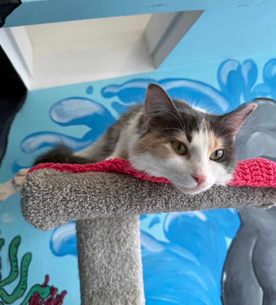 Sheila Pebbles, an adoptable Domestic Medium Hair in Winnipeg, MB, R3H 0M1 | Photo Image 2