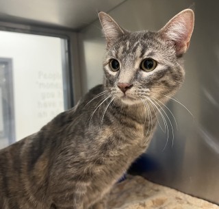 Gracie, an adoptable Domestic Short Hair in Granbury, TX, 76048 | Photo Image 1