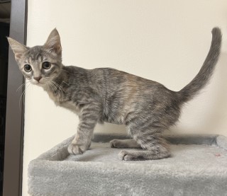 Gracie, an adoptable Domestic Short Hair in Granbury, TX, 76048 | Photo Image 2