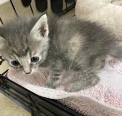 Gracie, an adoptable Domestic Short Hair in Granbury, TX, 76048 | Photo Image 3