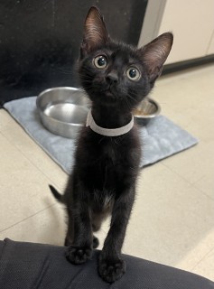 Kia, Young Female Domestic Short Hair