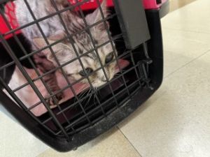 Kramer/zombie Cat, Young Male Domestic Short Hair