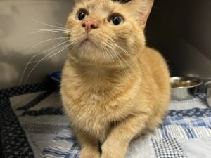 Fanta, Adult Male Domestic Short Hair