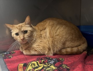 Fanta, an adoptable Domestic Short Hair in Granbury, TX, 76048 | Photo Image 2