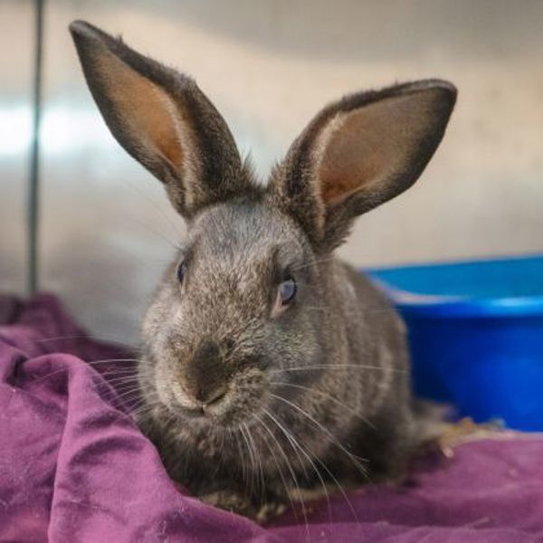 Harriet - Waived Adoption Fee