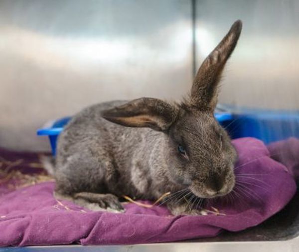 Harriet - Waived Adoption Fee