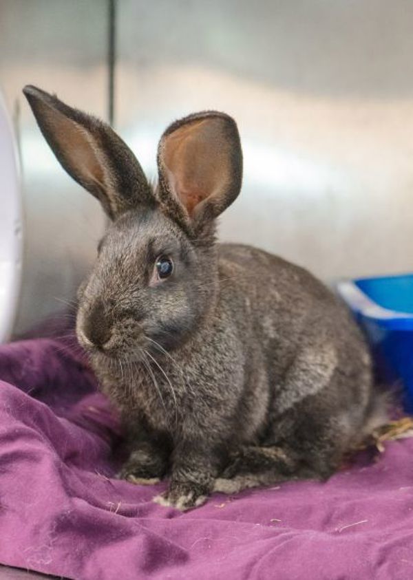 Harriet - Waived Adoption Fee