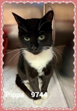 Primary Color Black Weight 8lbs Age 2yrs 1mths 3wks Animal has been Spayed
