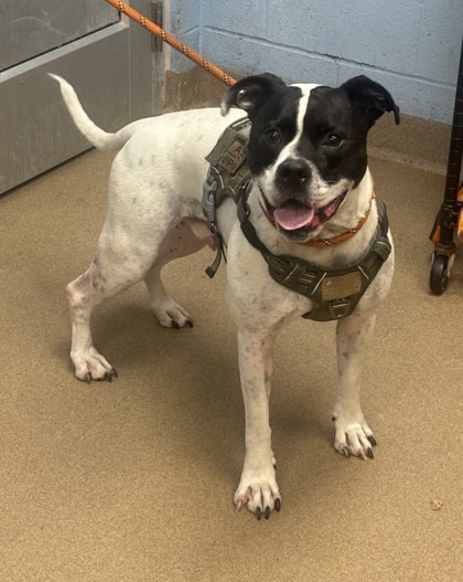 Mr. Boo- IN FOSTER