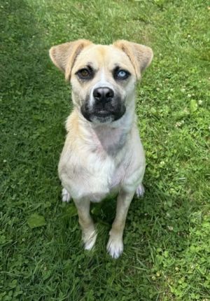 Meet Emsley She is a very kind girl who is looking for a loving home She is in both our