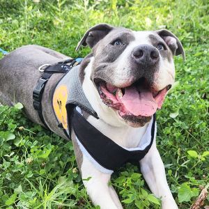 Cali, Adult Female unknown