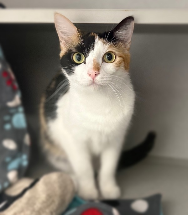 Uma, an adoptable Domestic Short Hair in Sheboygan, WI, 53083 | Photo Image 1