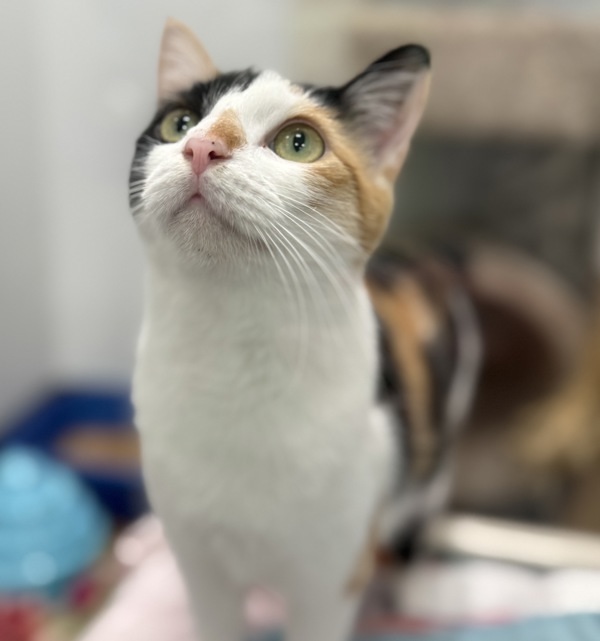 Uma, an adoptable Domestic Short Hair in Sheboygan, WI, 53083 | Photo Image 2