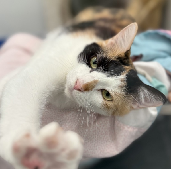 Uma, an adoptable Domestic Short Hair in Sheboygan, WI, 53083 | Photo Image 3