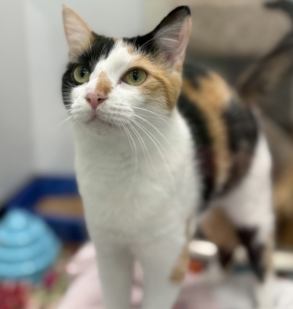 Uma, an adoptable Domestic Short Hair in Sheboygan, WI, 53083 | Photo Image 4