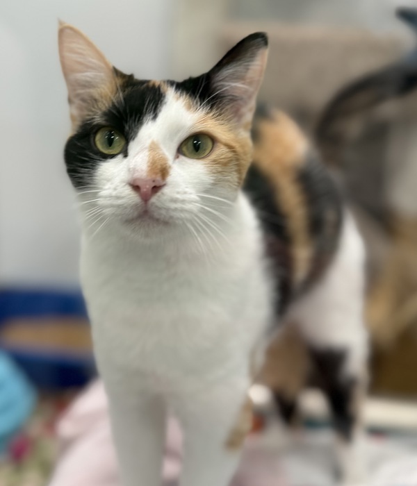 Uma, an adoptable Domestic Short Hair in Sheboygan, WI, 53083 | Photo Image 5