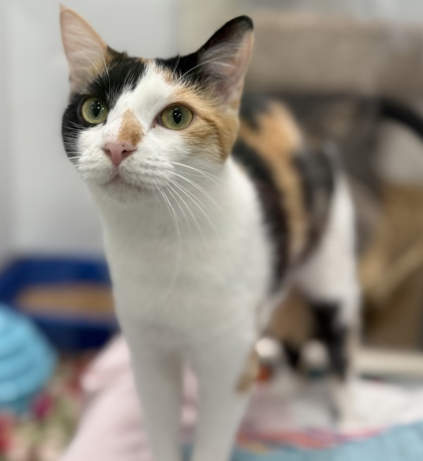 Uma, an adoptable Domestic Short Hair in Sheboygan, WI, 53083 | Photo Image 6