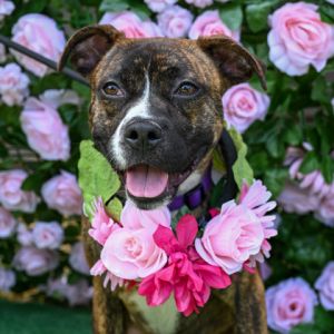 Love is a brindle sweetheart who lives up to his name With a heart big enough for everyone Love ha