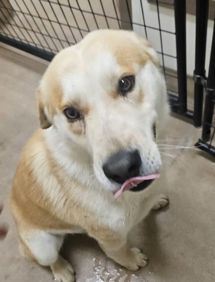 Teddy, an adoptable Labrador Retriever, Mixed Breed in Pendleton, OR, 97801 | Photo Image 1