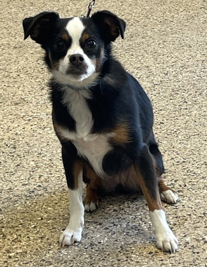 Zipty Do Da, an adoptable Australian Shepherd, Mixed Breed in Pendleton, OR, 97801 | Photo Image 1