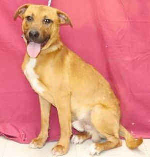Butch, Adult Male Labrador Retriever