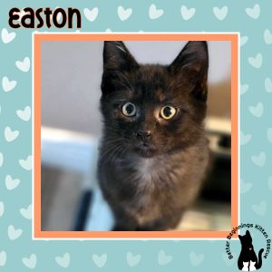 Easton, Baby Male unknown