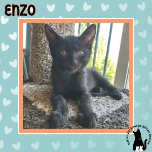 Enzo, Baby Male unknown
