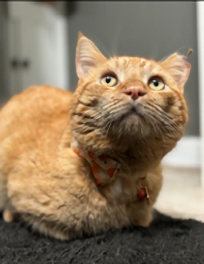 Orange Julius