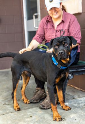 Cherod, Adult Male Mixed Breed