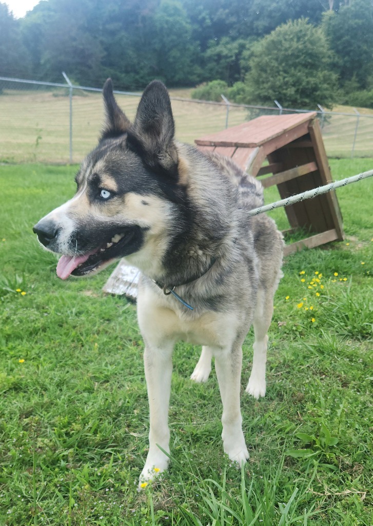 Koa- Adoptable Awaiting S/N