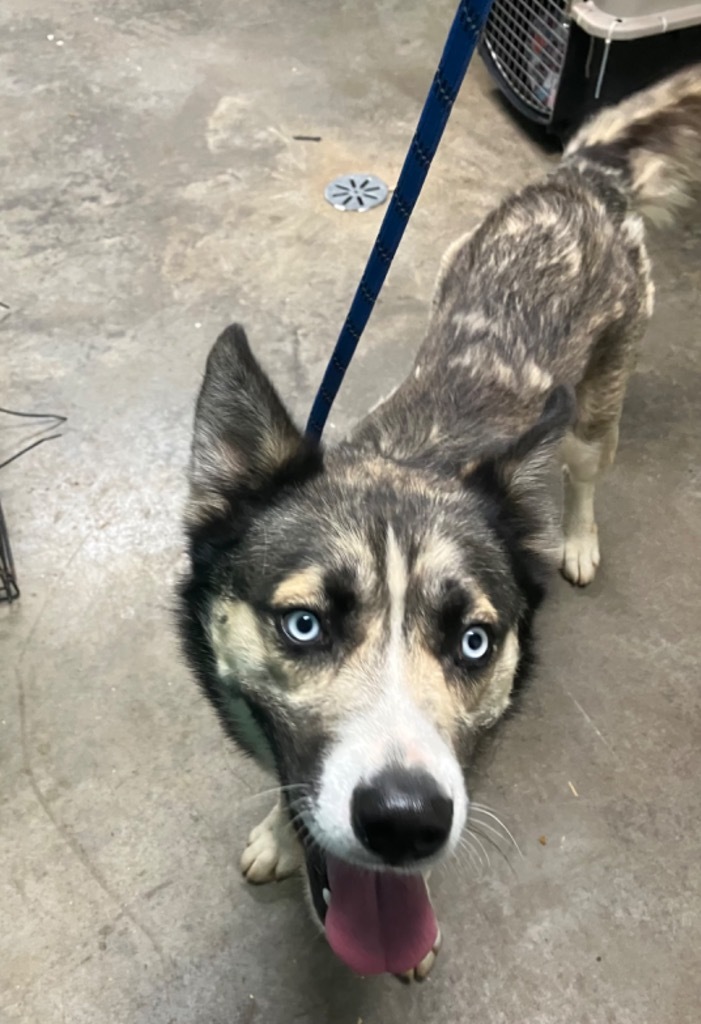 Koa- Adoptable Awaiting S/N