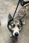 Koa- Adoptable Awaiting S/N photo 2