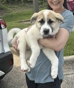 Gracie, an adoptable Great Pyrenees, Samoyed in Mount Laurel, NJ, 08054 | Photo Image 2