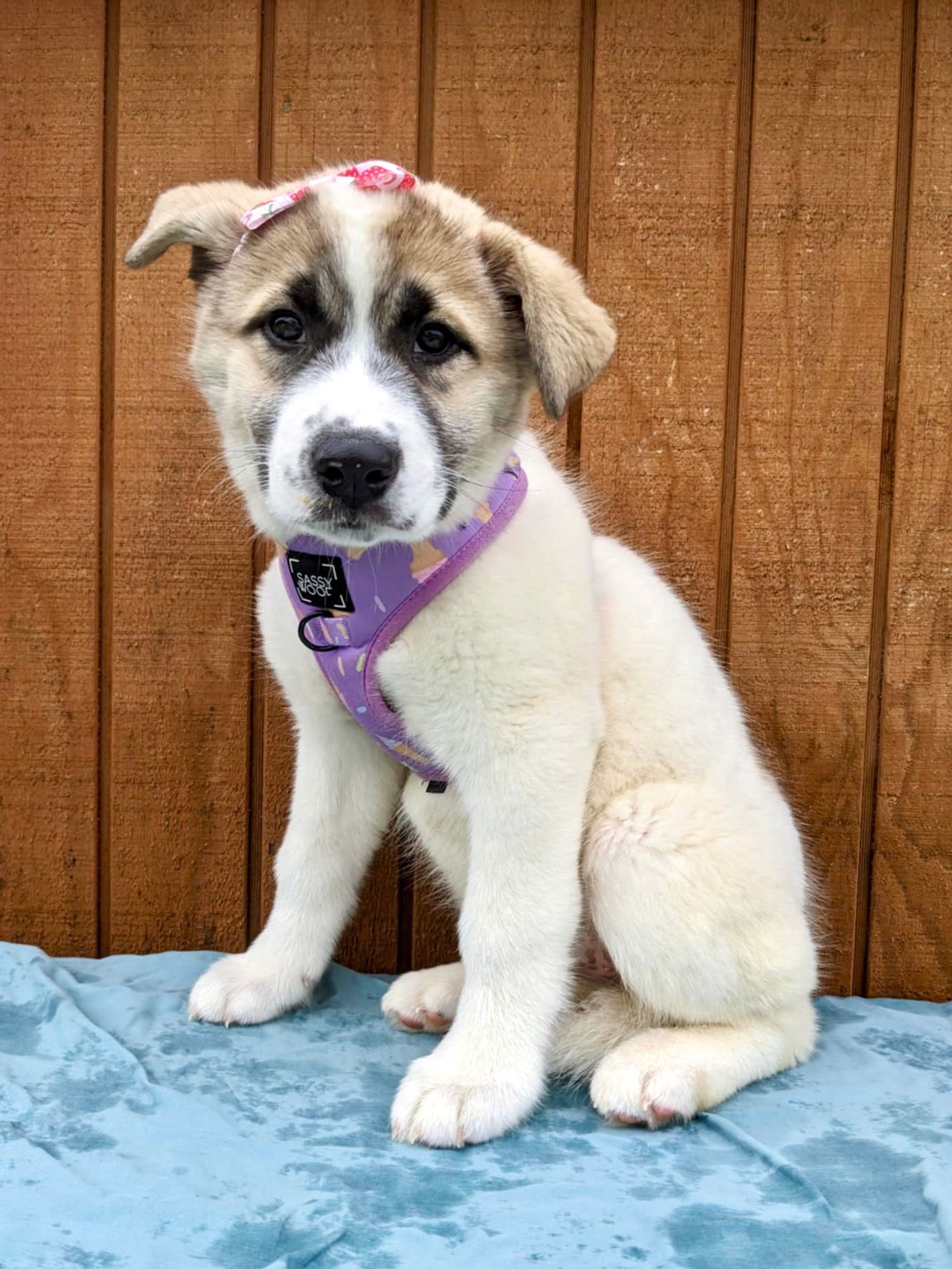 Gracie, an adoptable Great Pyrenees, Samoyed in Mount Laurel, NJ, 08054 | Photo Image 3