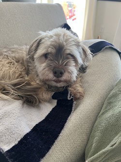 Yanni in SC, an adoptable Havanese in Columbia, SC, 29208 | Photo Image 1